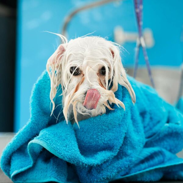 close-up-of-a-wet-bolonka-bolognese-wrapped-in-a-blue-towel-on-a-table-at-a-veterinary-clinic-